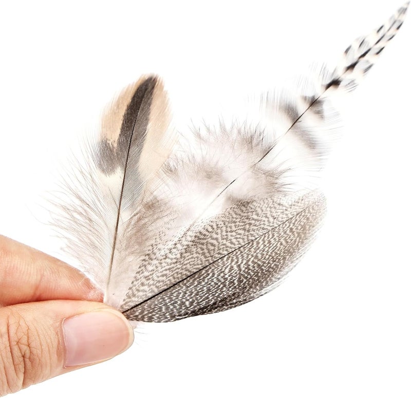 Daieeparty 180pcs Small Pheasant Feathers 6 Style Mixed Feathers Natural Feathers for Crafting Wedding Dream Catcher Hats Decoration - Image 4
